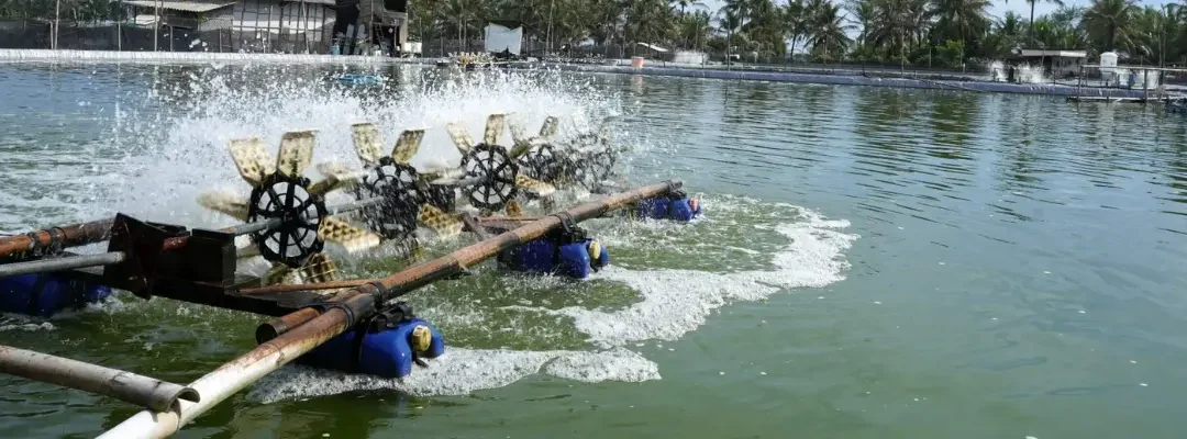How Paddle Wheel Aerators Improves Shrimp Farming