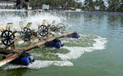 How Paddle Wheel Aerators Improves Shrimp Farming